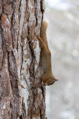 Red squirrel (Sciurus vulgaris) feeding on trunk  Scotland