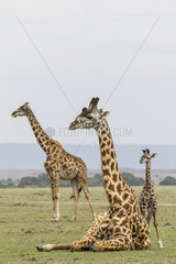 Masai Giraffe (Giraffa cameleopardalis tippelskirchi)  group at rest and young  Masai-Mara National Reserve  Kenya