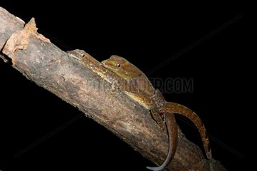 Bridled Forest Gecko mating French Guiana