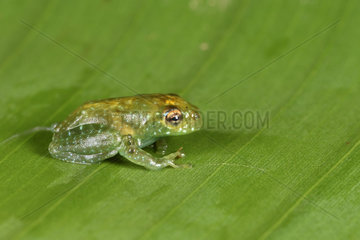 Ankafana Bright-eyed Frog (Boophis sp) immature with eyeball tucked in by his retractor muscle  Andasibe  Perinet  Alaotra-Mangoro Region  Madagascar