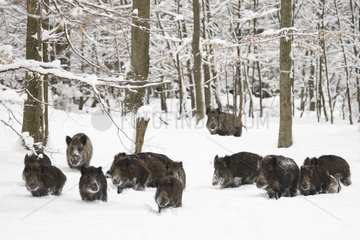 Wild boars (Sus scrofa) group walking in a snowy undergrowth  Ardennes  Belgium