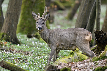 Roebuck (Capreolus capreolus)  male in spring forest  Doubs (25)  France