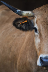Portrait of Aubrac cow in shelter in a stable. France