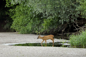 Roe deer (Capreolus capreolus) male crossing a low arm of the Loire in summer  Loire Valley  Burgundy  France