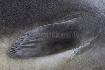 Close-up of the anterior paw of a Northern elephant seal