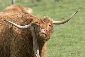Scottish cow rubbing with a stake France