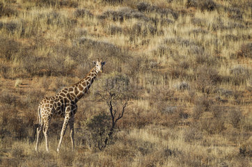 Southern Giraffe (Giraffa giraffa). Male at the foot of a grass-grown sand dune. Kalahari Desert  Kgalagadi Transfrontier Park  South Africa.