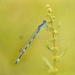 Southern Damselfly (Coenagrion mercuriale) on a flowering stalk in a humid area of the bocage bourbonnais  Auvergne  France