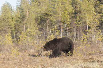 Brown bear (Ursus arctos) male in clearing  Finland