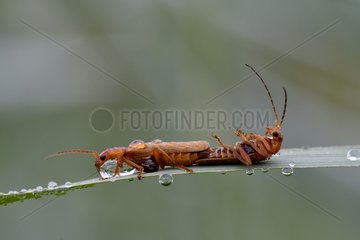 Common Red Soldier Beetle (Rhagonycha fulva) mating with dew  Franche-Comte  France