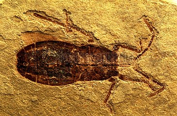 Fossil insect of Oligocene France