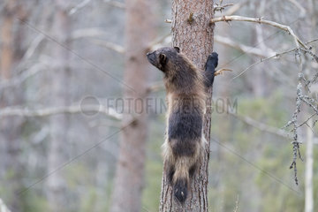 Wolverine (Gulo gulo) on a trunk  Kajaani  Kuhmo area  Finland