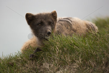 Arctic fox (Alopex lagopus) on grass  Iceland