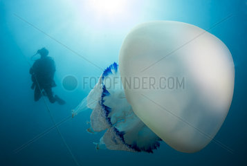 Diver and Large Jellyfish (Rhizostoma pulmo)  Marine Protected Area of the Agathois Coast  France