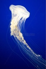 Basin Jellyfish Aquarium in Monterey California USA