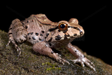 Knudsen's frog (Leptodactylus knudseni)