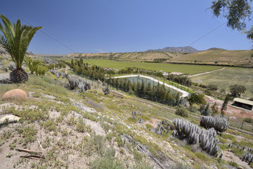 Irrigated vineyard  Lagunillas  Ovalle area  IV Region of Coquimbo  Chile