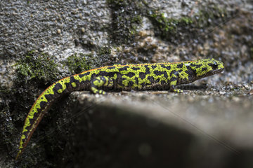 Marbled Newt (Triturus marmoratus) female in the stairs leading to the cellar of a house near a pond after the rain in spring  Auvergne  France