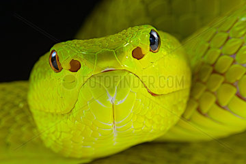 Portrait of Yellow Flores PitViper (Trimeresurus insularis)