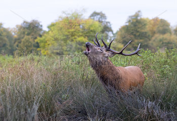Red deer (Cervus elaphus) Stag bellowing while standing in a wallow  England  Autumn