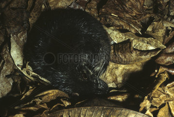 Giant otter shrew (Potamogale velox)  Cameroon