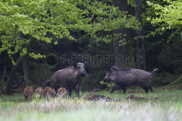 Wild boar (Sus scrofa) adults and piglets in a clearing  Ardennes  Belgium