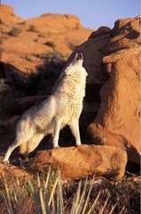 Wolf howling on a rock the USA