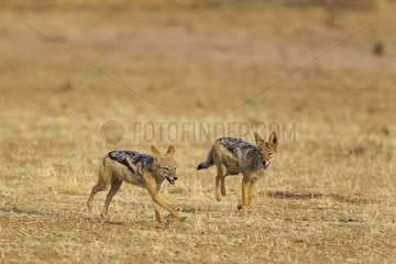 Black-backed Jackal (Canis mesomelas). Playful. Kalahari Desert  Kgalagadi Transfrontier Park  South Africa.
