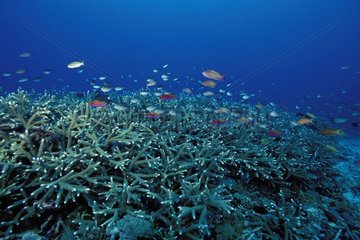 Coral reef Bali Indonesia