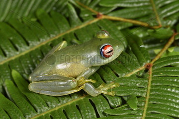 Ankafana Bright-eyed Frog (Boophis luteus)  Andasibe  Perinet  Alaotra-Mangoro Region  Madagascar