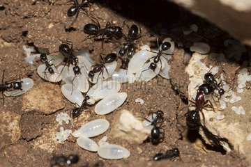 Ameisen und ihre Eier Vaucluse Frankreich
