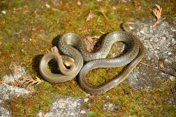 Aesculapian snake (Zamenis longissimus)  Bulgaria