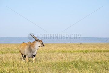 Eland (Taurotragus oryx)  male  Masai Mara Reserve  Kenya