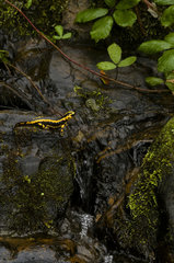 Fire Salamander (Salamandra salamandra) in a mountain stream  Asturias  Spain
