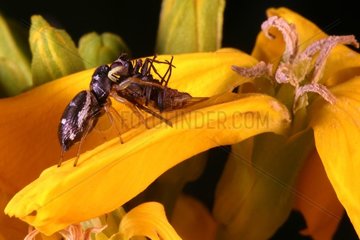 Araignée Gnaphoside et sa proie sur une fleur de Giroflée