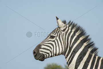 Grant's Zebra (Equus burchelli granti)  portrait  Masai-Mara National Reserve  Kenya