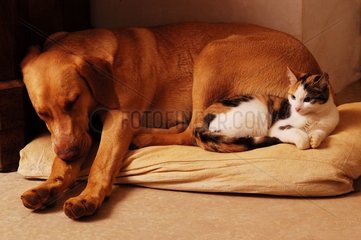 Chatte de maison et chien couchés ensemble dans coussin