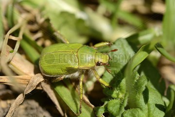 Pololo verde (Hylamorpha elegans)  Scarabaeidae  Quillota  V Region of Valparaiso  Chile