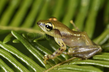 Young Ankafana Bright-eyed Frog (Boophis sp)  Andasibe  Perinet  Alaotra-Mangoro Region  Madagascar