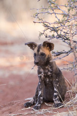 African wild dog or African hunting dog or African painted dog (Lycaon pictus)  young  Kalahari Desert  South African Republic
