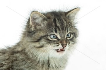 Porträt eines schattigen Kätzchens
