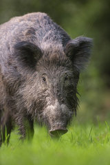 Portrait of Wild boar (Sus scrofa) in grass  Ardennes  Belgium