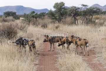 African wild dog or African hunting dog or African painted dog (Lycaon pictus)  adults  Kalahari Desert  South African Republic
