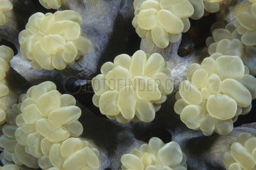 Bubble Coral Komodo Indonesien