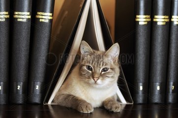 Male siamese blue tabby point cat on a bookshell