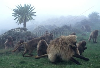 Dominant male Gelada eating with the group Ethiopia
