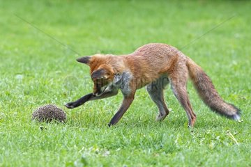 Red fox trying to catch a hedgehog Great Britain