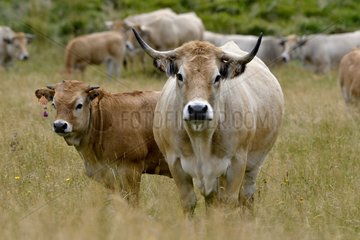 Cow and calf grazing in an altitude valley in Cantal  Auvergne  France