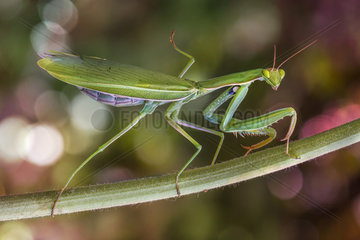 Praying mantis (Mantis religiosa) female on a stem