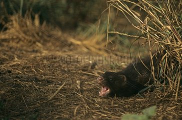American Mink yawning in Brittany France